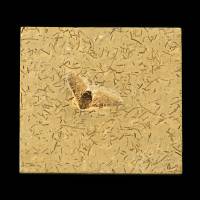 Insecte fossile (Albien-Aptien, Brésil)